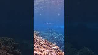 Threadfin needlefish in the blue divingmauritius fish scubadiving threadfin [upl. by Ytirahc]