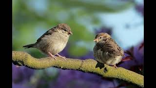 birds singing no copyright sound effect [upl. by Phineas]