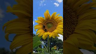 Sunflower farm taupiri Hamilton newzealand [upl. by Micah606]