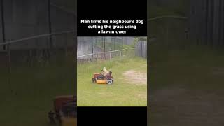 😲😲 Dog Driving Grass Machine  Unbelievable  suryadipin851Official subscribe dog short fun [upl. by Mcmahon]