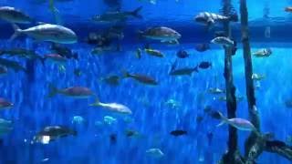 33500 Gallon Saltwater Aquarium at RumFish GrillGuy Harvey Outpost [upl. by Benis]