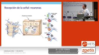 Innovación y Prurito Avances en la fisiopatología del prurito de la histamina a la IL31 [upl. by Sculley]