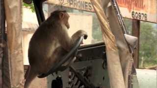 A wild monkey interested in driving a car [upl. by Lipsey]