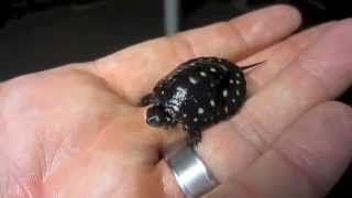 Baby Spotted Turtle [upl. by Kitty]