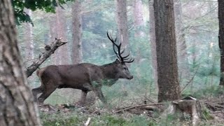 Hertenbronst 2024 Veluwe [upl. by Enoek843]