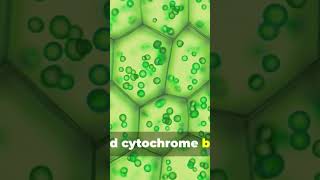 Cycic Photophosphorylation science biology photosynthesis physiology education plant [upl. by Anaira]