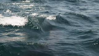 Massive Mako Hooked on Fly Gear Off San Diego [upl. by Ahsuoj]