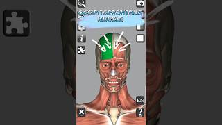 Anatomy  Occipitofrontalis muscle medical 3d anatomy head neck shorts [upl. by Einnalem]