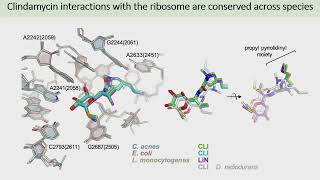 Molecular Mechanism of Protein Synthesis Inhibition in Cutibacterium acnes by Clindamycin [upl. by Ainecey]