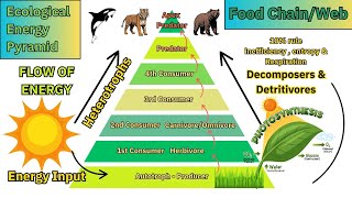 Ecological Pyramid amp Primary Productivity [upl. by Aekan]