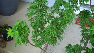 How to grow Japanese Maple Shishigashira Lions Head in a potmp4 [upl. by Ettennig365]