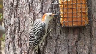 RedBellied Woodpecker Female [upl. by Tram]