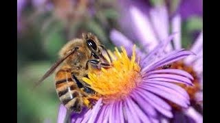 Bees and Flowers Pollination  Flowers and Bees Life in Nature  HD [upl. by Doone]