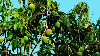 Biofungicidas para el control de la antracnosis del mango  Ciencia en 10 [upl. by Lleumas]