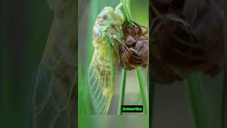 Cicada Facts You Didnt Know facts amazingfacts shorts youtubeshorts cicada nature short [upl. by Eugenio]