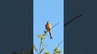 Singing nightingale  The best bird song  shorts birds youtubeshorts viral viralvideo [upl. by Tigdirb]