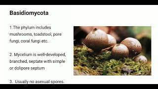 Basidiomycotabasidiomycota fungi [upl. by Halyak]