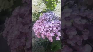 Hydrangea macrophylla Ayesha garden flowers hydrangeas plants [upl. by Peper]