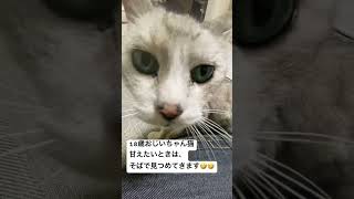 18歳おじいちゃん猫 catねこ動画猫のいる暮らし老猫猫動画高齢猫ねこ猫ねこのいる生活サバトラ猫 [upl. by Rosco]