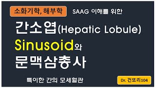 간소엽hepatic lobule의 구조 sinusoid central vein portal triad [upl. by Eneleahcim]