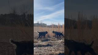 Hunting wirehaired pointing griffon Dublin and hunting German wirehaired pointer pup Hilda 🥰 [upl. by Clifton582]