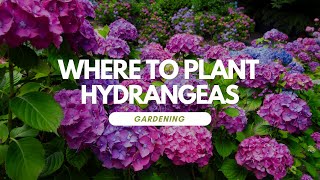 Where To Plant Hydrangeas [upl. by Zwiebel]