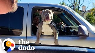 Pittie Freaks Out When He Sees His Brother In The Car Next To Him  The Dodo Pittie Nation [upl. by Zetana520]