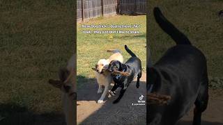 Dogs make their own trick up goldador dog labrador [upl. by Eenet]