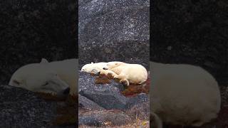 Get Up Close to Polar Bears Through a 100MP Camera [upl. by Carrick882]