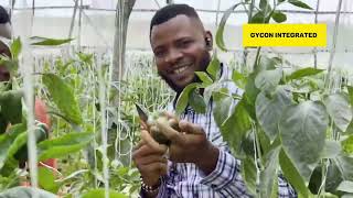 Shocking Truth About Why Hydroponic Is The Future Of Farming [upl. by Titos15]