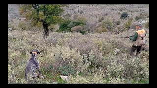 ΚΥΝΗΓΙ ΜΠΕΚΑΤΣΑΣ ΜΕ ΚΟΥΡΣΧΑΡ  ΦΕΡΜΑ ΚΡΗΤΗ  WOODCOCK HUNTING WITH KURZHAAR IN CRETE POINTING [upl. by Ulrick]