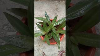 Rhoeos plant shortvideo [upl. by Eirameinna]