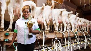 FROM 1 LOCAL GOAT TO NOW 200 HYBRID DAIRY GOATS  AWARD WINNING FARMER [upl. by Isabeau]