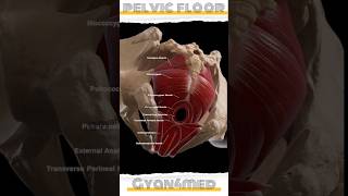 Muscular layer of pelvic floor [upl. by Maram]