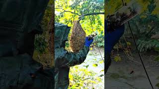 Capture wasps in a plastic bottle shorts bee [upl. by Hnah800]