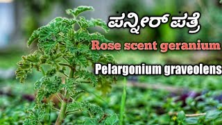 ಪನ್ನೀರ್ ಪತ್ರೆ Rose scent geranium  Pelargonium graveolens [upl. by Namdor]