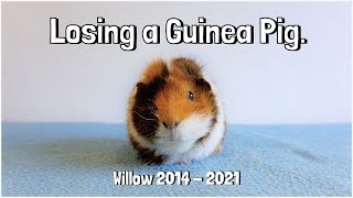 Losing a Guinea Pig Willow’s Message [upl. by Dunstan]