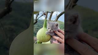 A kitten collapsed at the door from cardiac arrest A passerby performed CPR and saved him❤️ [upl. by Aylmer]