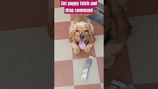 How to teach your puppy fatch and drop Commandbestguarddog labrador guarddog yourdog funny cut [upl. by Edith]