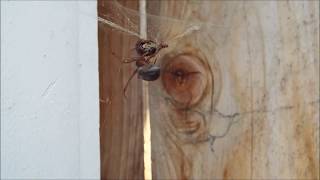 Feeding a Noble False Widow Spider Steatoda nobilis  in HD 1080p [upl. by Ahsenyl]