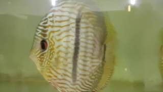 Symphysodon discus HECKEL RED NHAMUNDA [upl. by Mazonson]