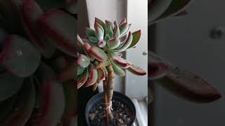 Echeveria pulvinata ruby [upl. by Chiles]