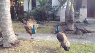 Male Peacock Spreads Feathers to Impress Females [upl. by Oilalue]