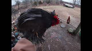 Cochin Bantam [upl. by Ben]