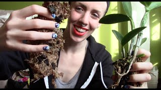 Cattleya Orchid Repotting  root cleanup semihydroponic [upl. by Nnaeed]