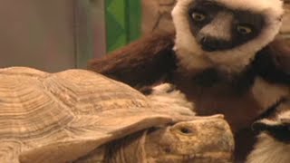 Zoboomafoo with the Kratt Brothers BIG LIZARDS  Full Episodes Compilation [upl. by Plume]