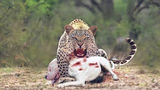 Leopard kills Dogo Argentino  Leopard In Dog [upl. by Zakaria]