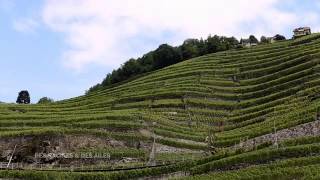 Le vignoble de Lavaux [upl. by Garlinda840]