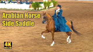 Scottsdale Arabian Horse Show Ladies Side Saddle [upl. by Burris]