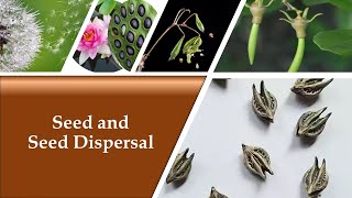 Seed and Seed Dispersal [upl. by Nosyla]